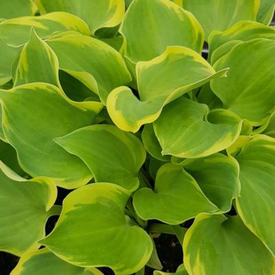 Hosta 'Lakeside Scamp'